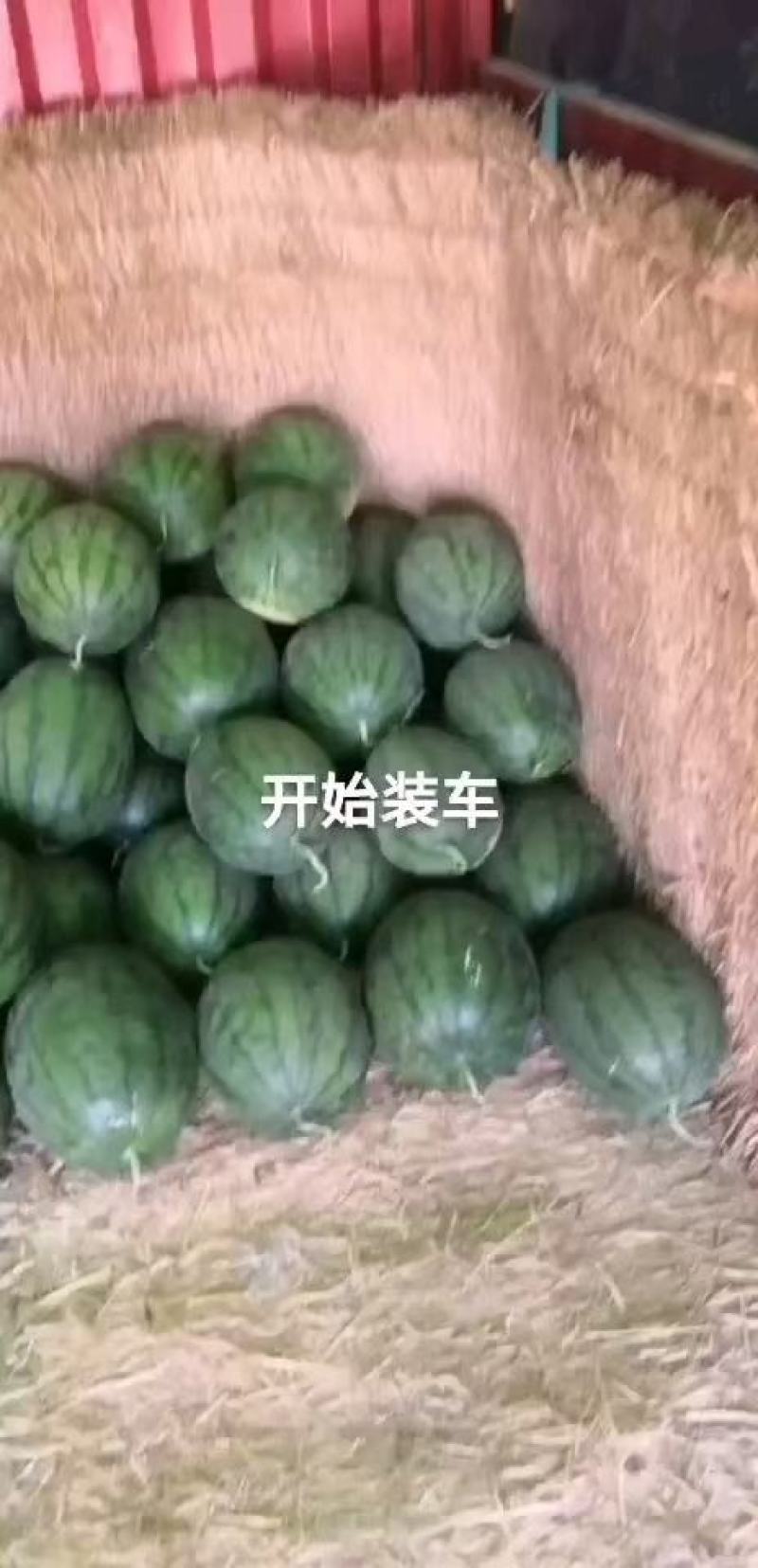 西瓜大量上市