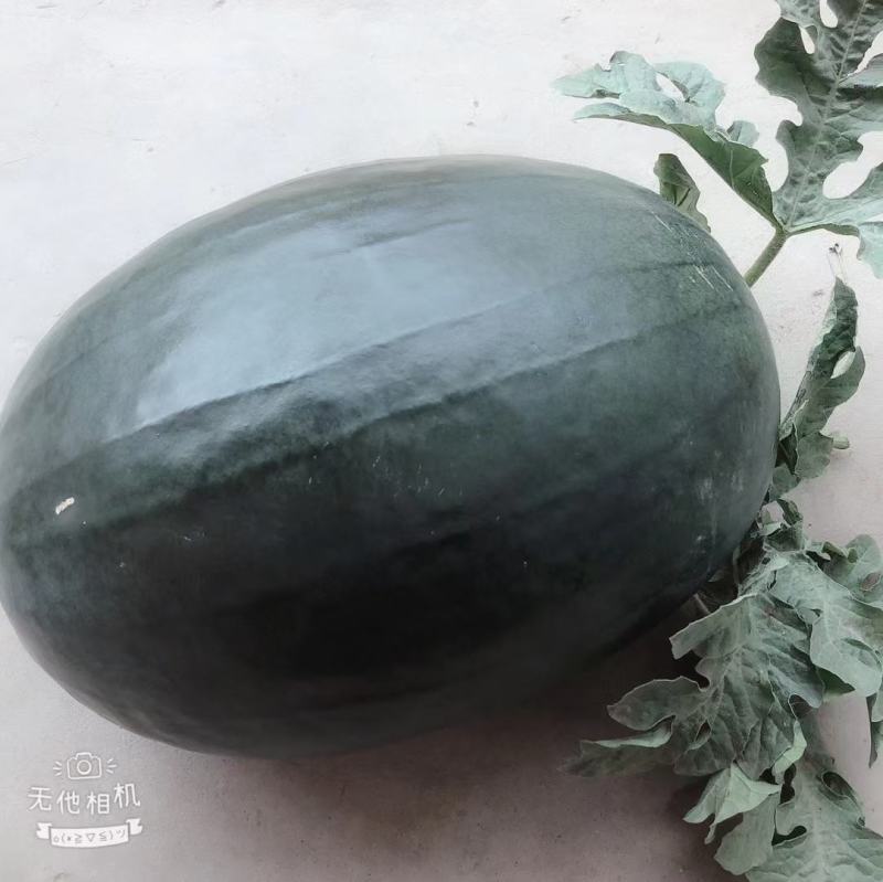 西瓜大量上市