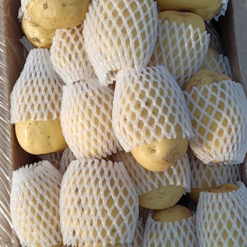 精品荷兰V7沃土常磊8号套网装箱手选高端货