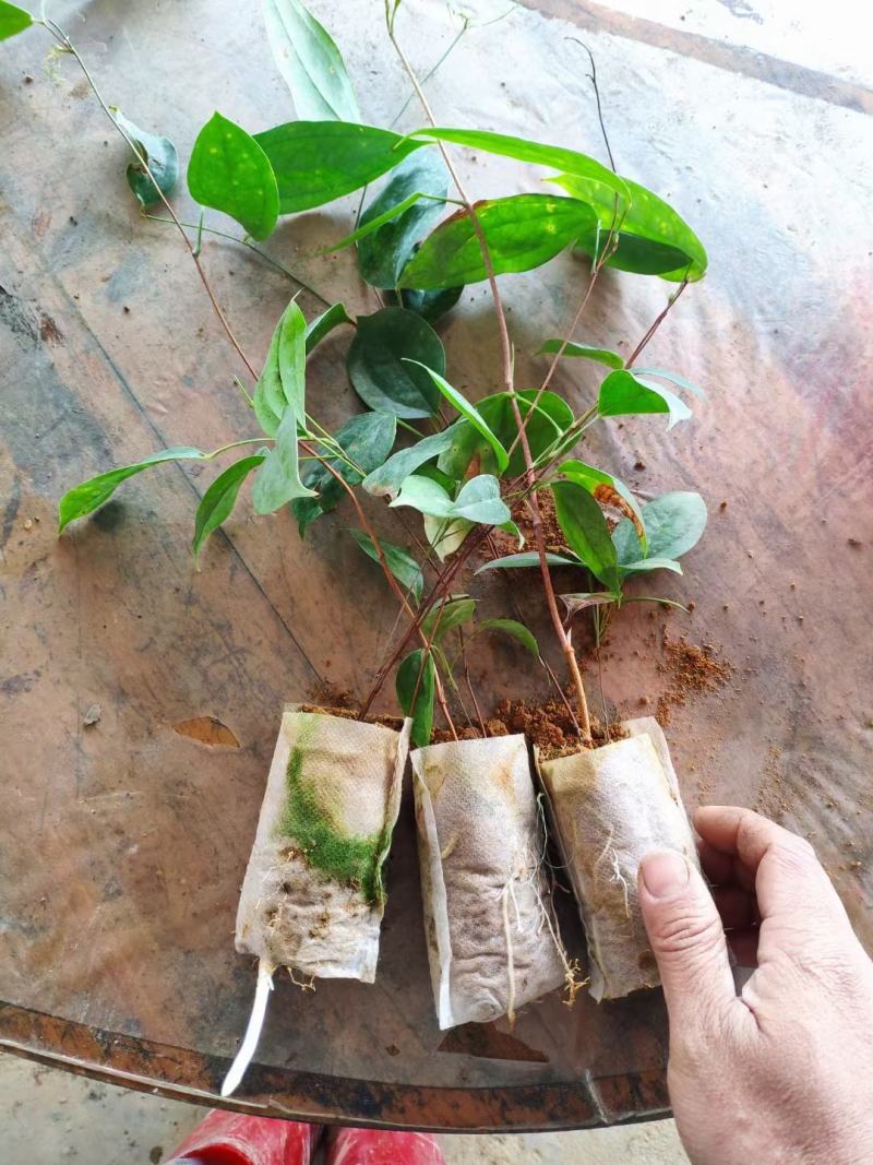 两年白肉土茯苓杯苗，成品签合同包回收，成活率保证