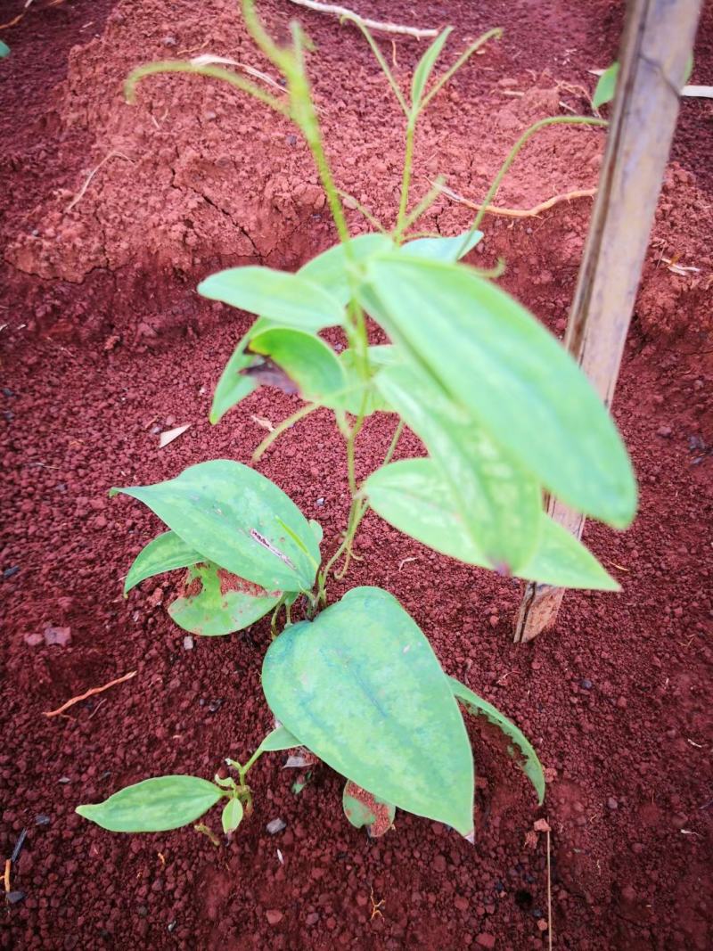 两年白肉土茯苓杯苗，成品签合同包回收，成活率保证