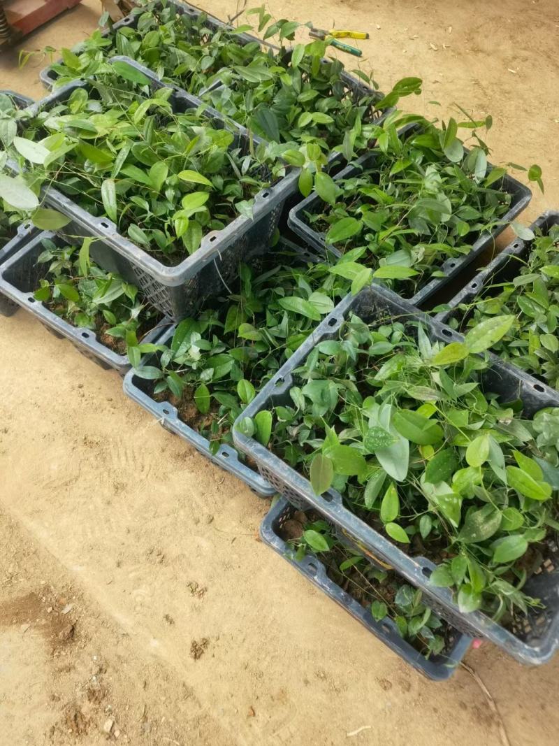两年白肉土茯苓杯苗，成品签合同包回收，成活率保证
