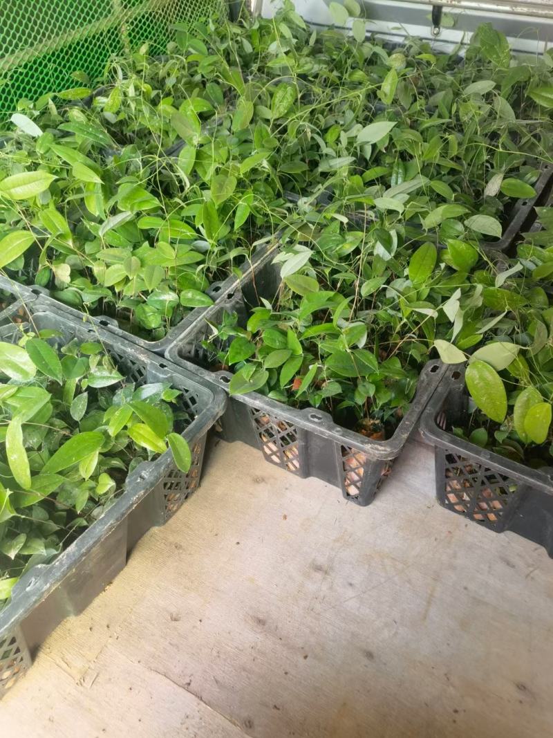 两年白肉土茯苓杯苗，成品签合同包回收，成活率保证