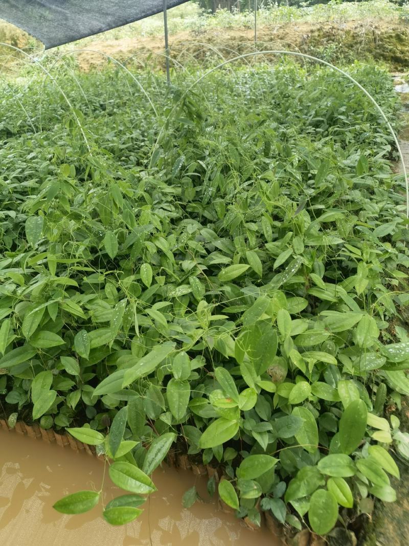 两年白肉土茯苓杯苗，成品签合同包回收，成活率保证