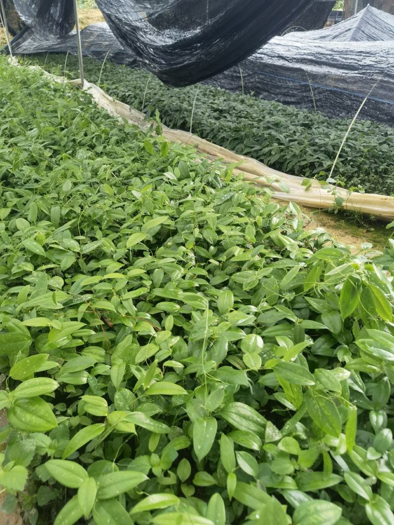 两年白肉土茯苓杯苗，成品签合同包回收，成活率保证