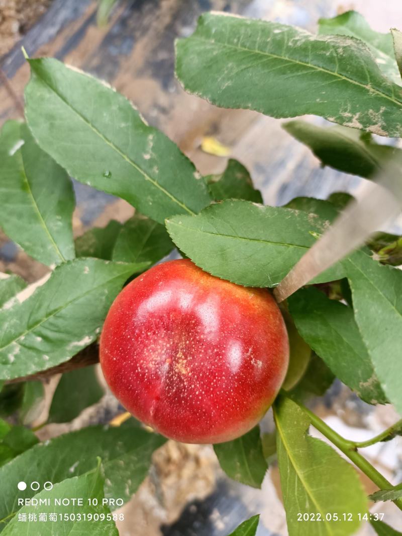 大棚早金霞油蟠桃，芳香浓郁