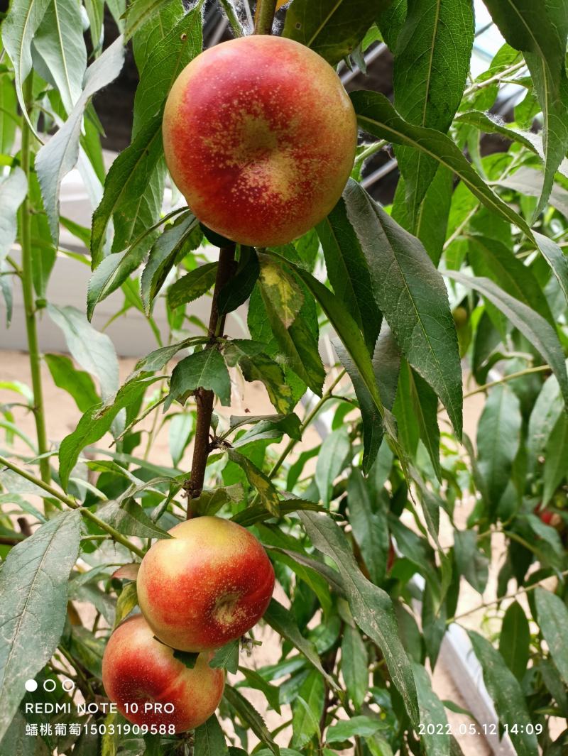 大棚早金霞油蟠桃，芳香浓郁