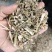 益母草低等货统批发零售诚信经营支持混批量大从优支持混