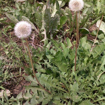 常年供应大货野生蒲公英，一手货源。