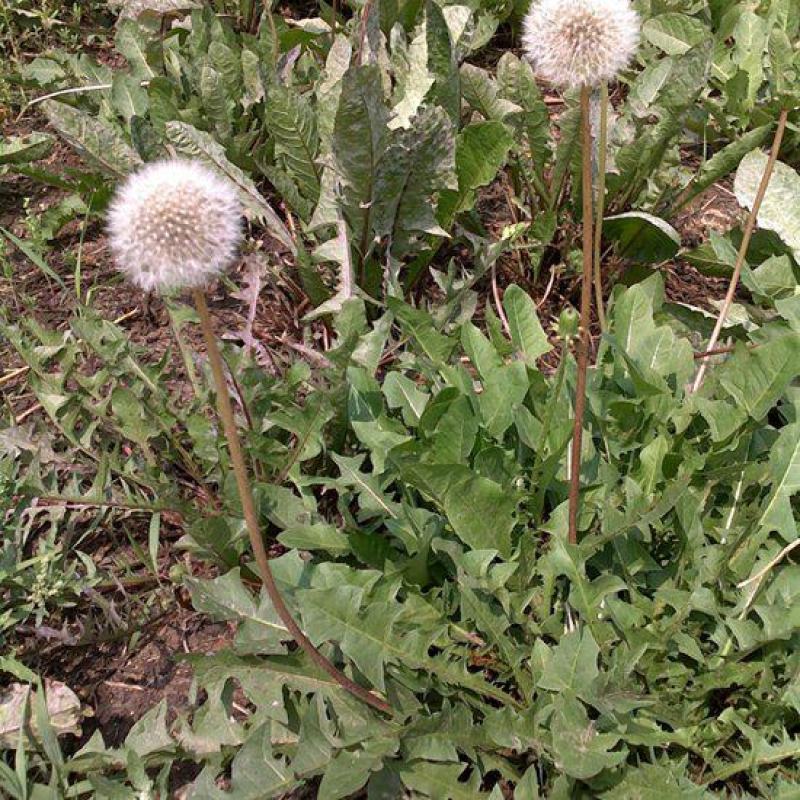 常年供应大货野生蒲公英，一手货源。