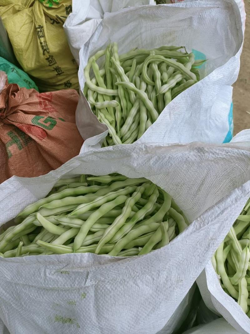 山东省芸豆，九粒白老来少，现摘现卖，可供商超，大量上市了