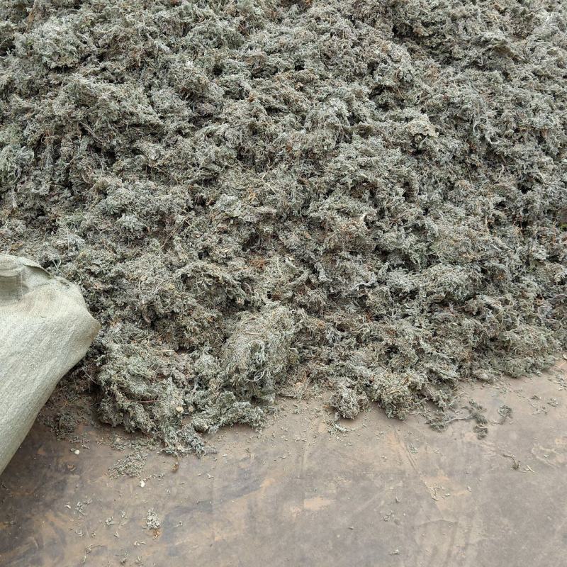 产区茵陈大货常年供应～绵茵陈