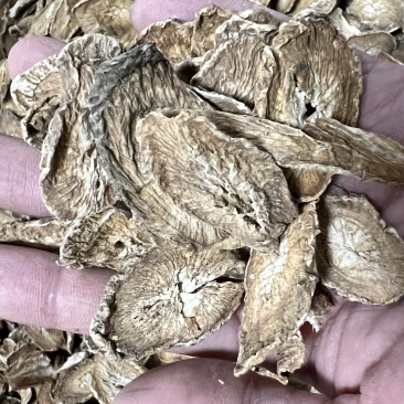 牛蒡根又名牛菜、恶实根中药用、泡茶专用无硫水洗干净。