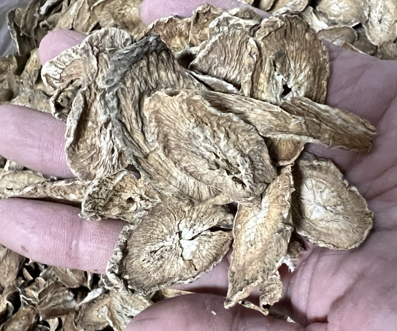 牛蒡根又名牛菜、恶实根中药用、泡茶专用无硫水洗干净。