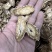 牛蒡根又名牛菜、恶实根中药用、泡茶专用无硫水洗干净。