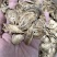 牛蒡根又名牛菜、恶实根中药用、泡茶专用无硫水洗干净。