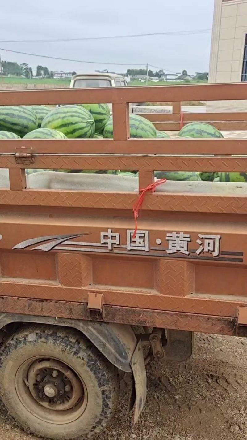 西瓜，甜王西瓜，瓜形好，质量保证，甜度13度