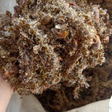 常年供应杨树花大货