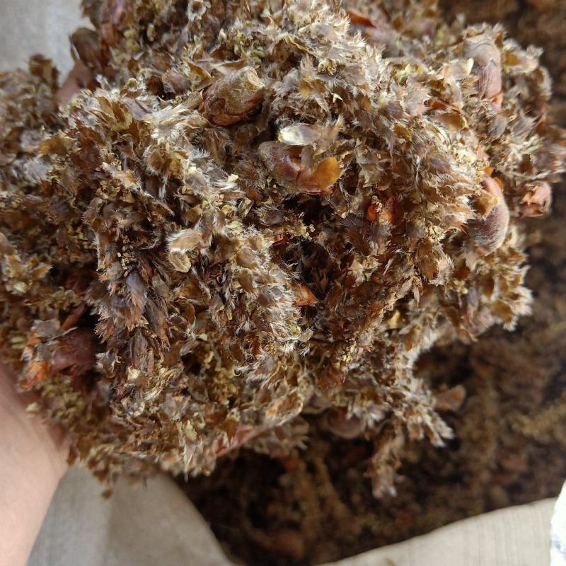 常年供应杨树花大货