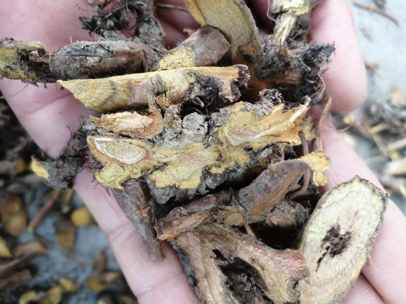 土大黄土大黄干货各种野生中药材一手货源产地直供
