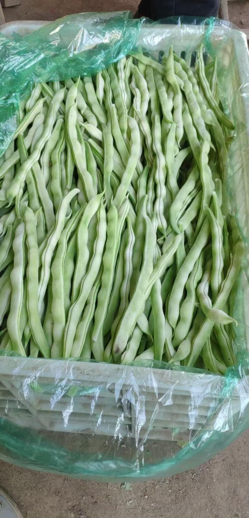 山东省芸豆，九粒白老来少，现摘现卖，可供商超，大量上市了