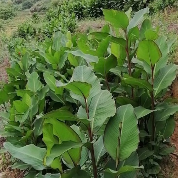 2斤起包邮蕉芋粉，自家种植，量大更优惠。