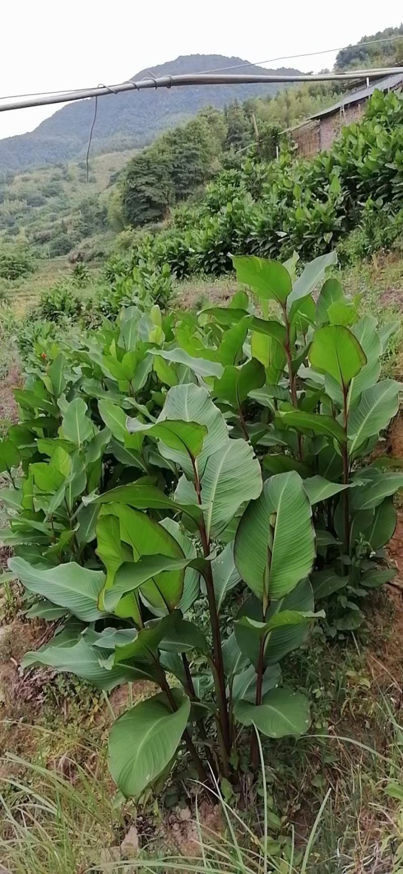 2斤起包邮蕉芋粉，自家种植，量大更优惠。