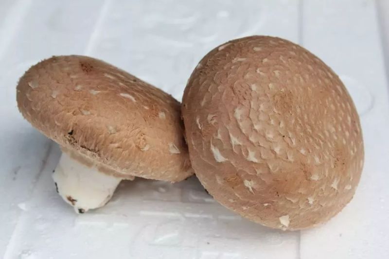 牛排菇，产地直发，全国发货，欢迎进店购买。