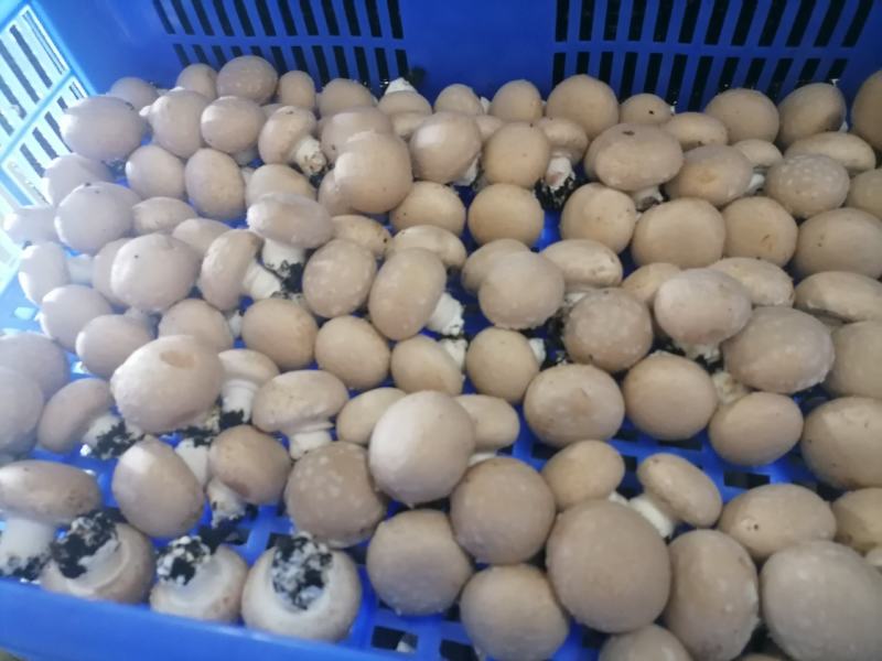 牛排菇，产地直发，全国发货，欢迎进店购买。