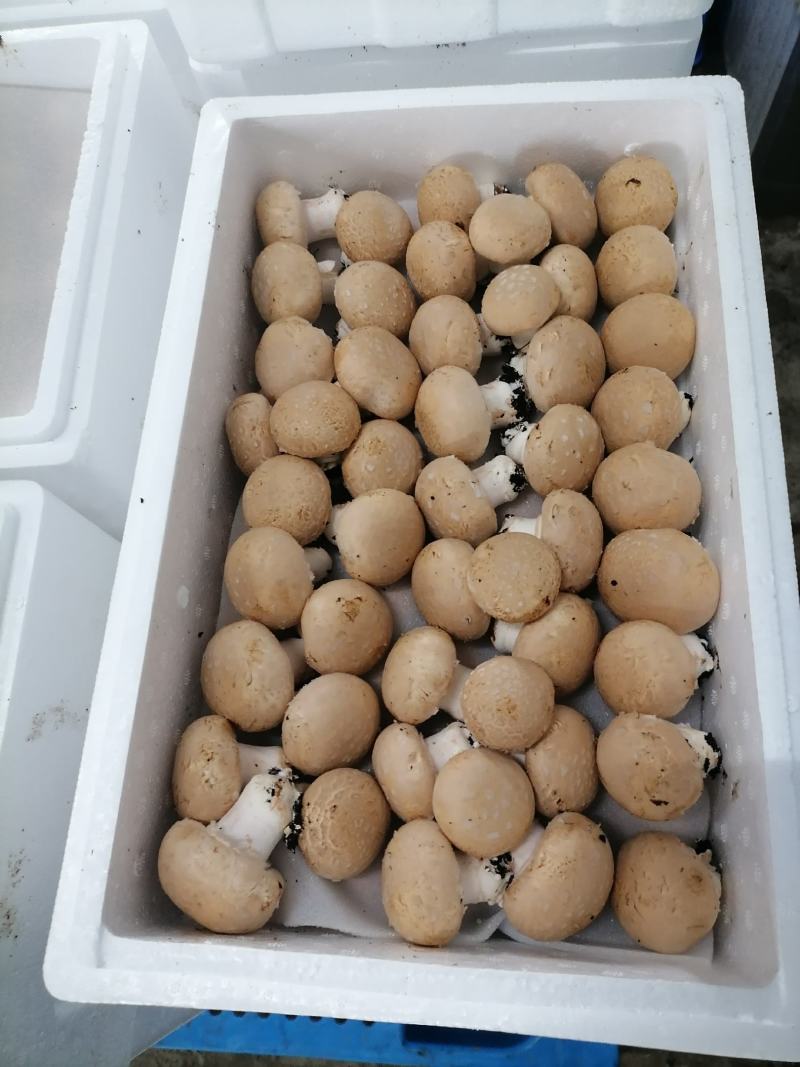 牛排菇，产地直发，全国发货，欢迎进店购买。