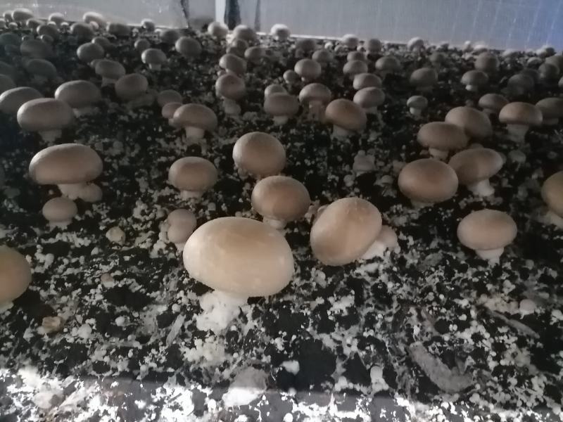 牛排菇，产地直发，全国发货，欢迎进店购买。