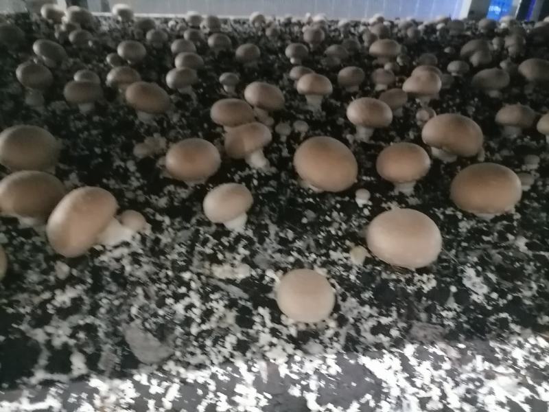 牛排菇，产地直发，全国发货，欢迎进店购买。