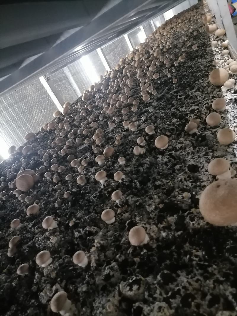 牛排菇，产地直发，全国发货，欢迎进店购买。