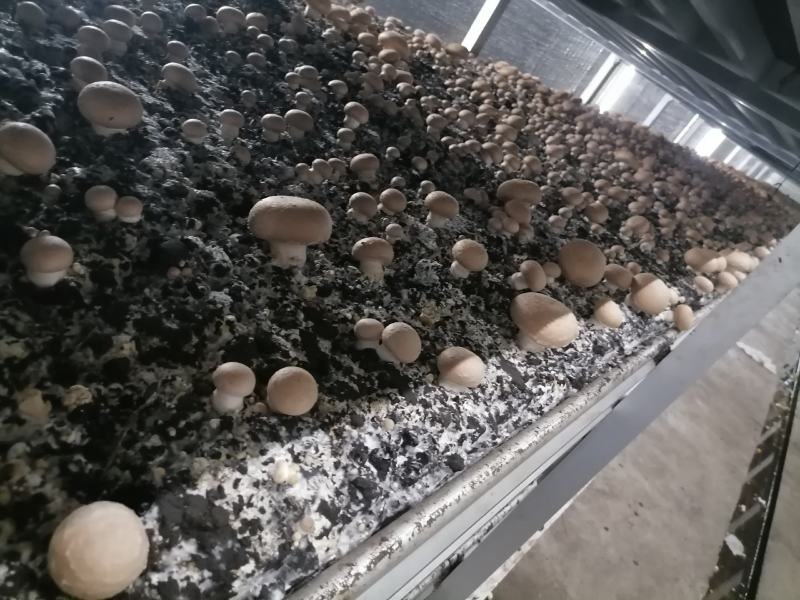 牛排菇，产地直发，全国发货，欢迎进店购买。