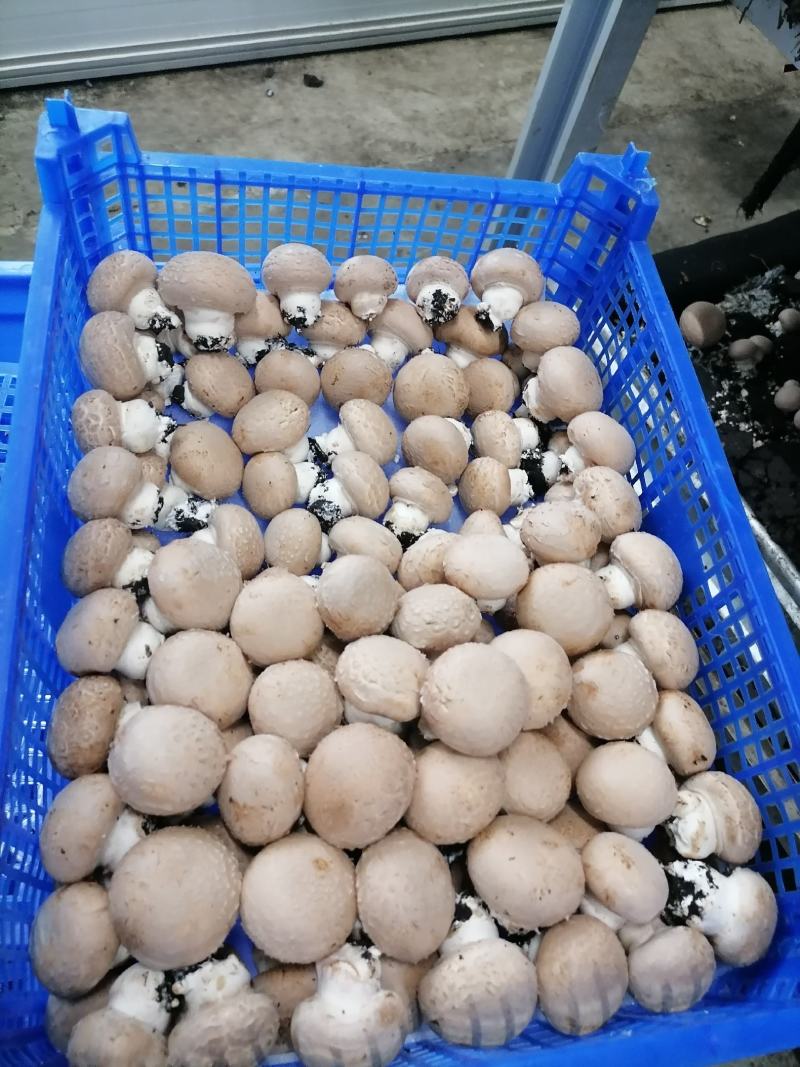 牛排菇，产地直发，全国发货，欢迎进店购买。