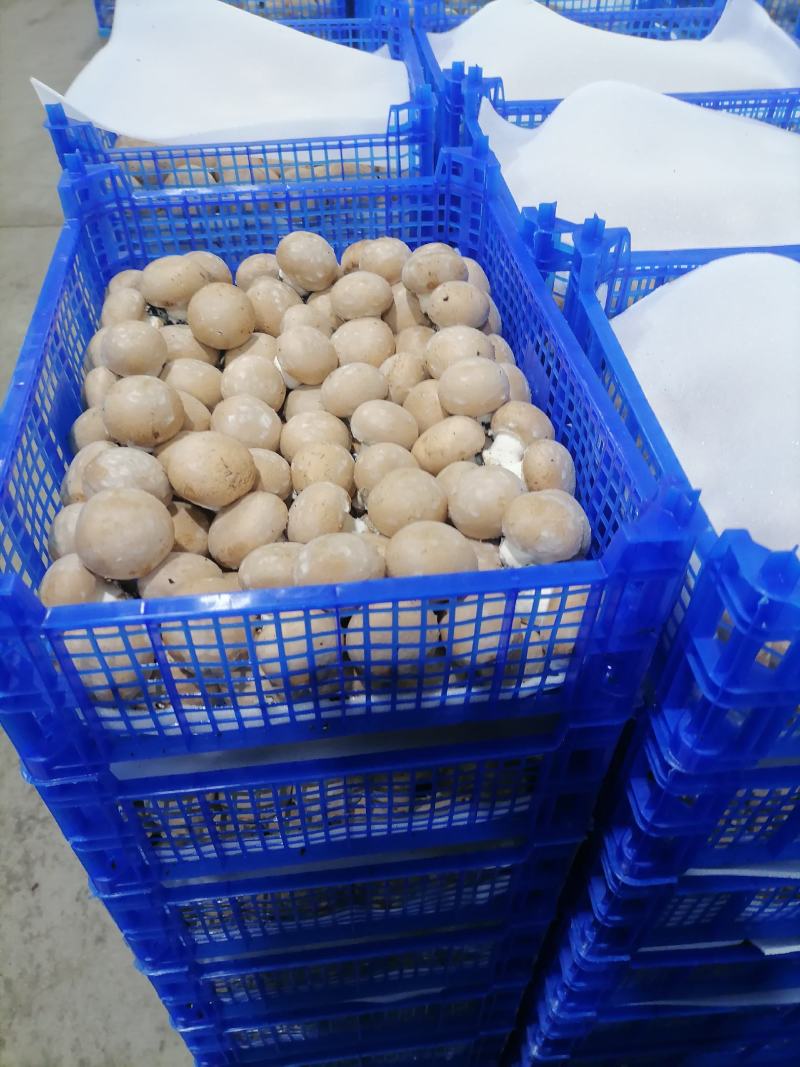 牛排菇，产地直发，全国发货，欢迎进店购买。
