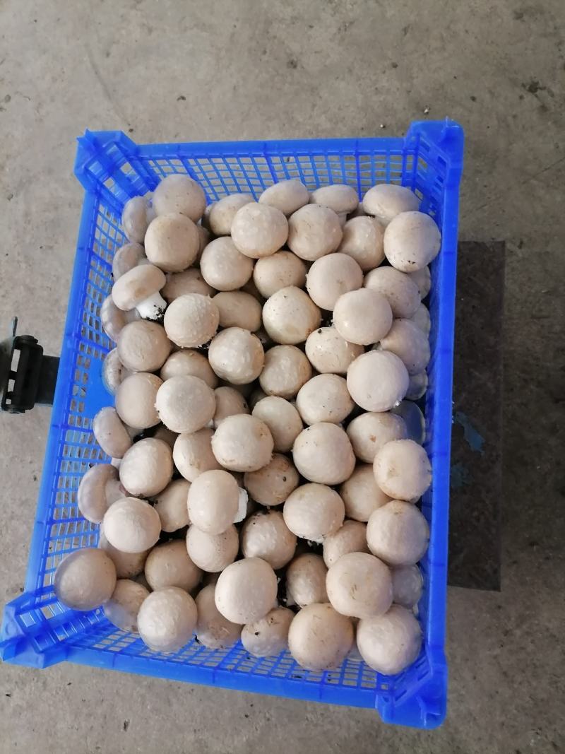 牛排菇，产地直发，全国发货，欢迎进店购买。