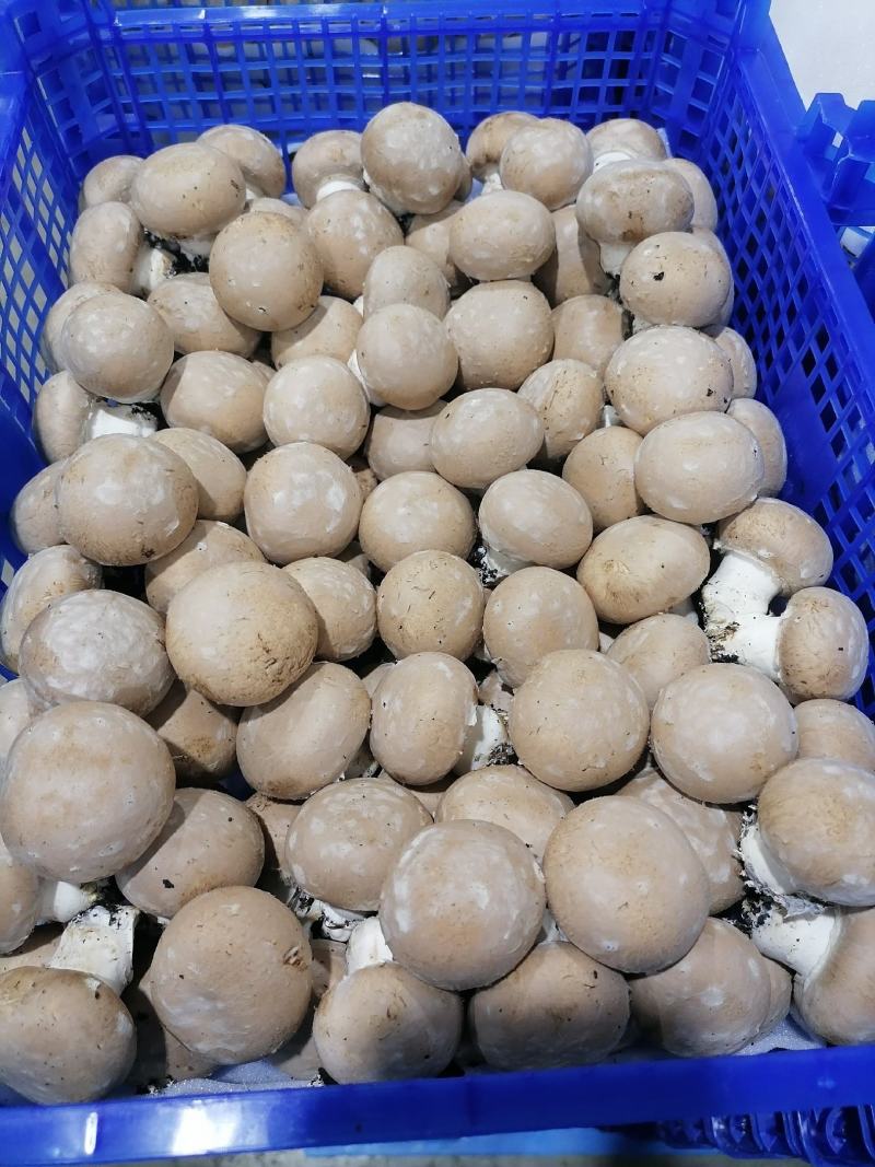 牛排菇，产地直发，全国发货，欢迎进店购买。