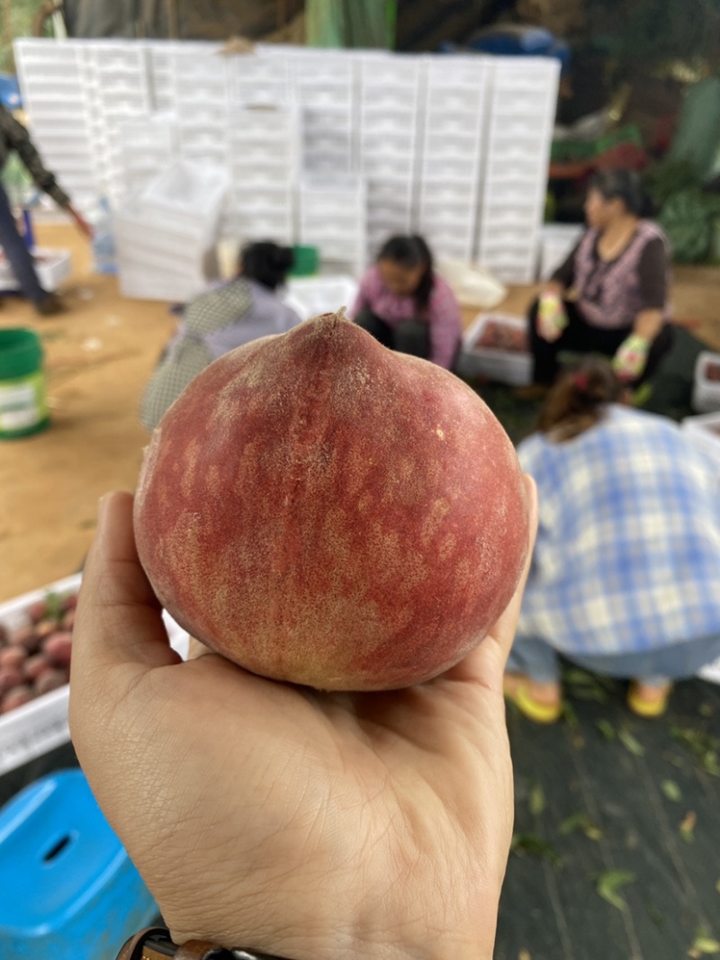 红宝石开园了，老板来看货，自家果园