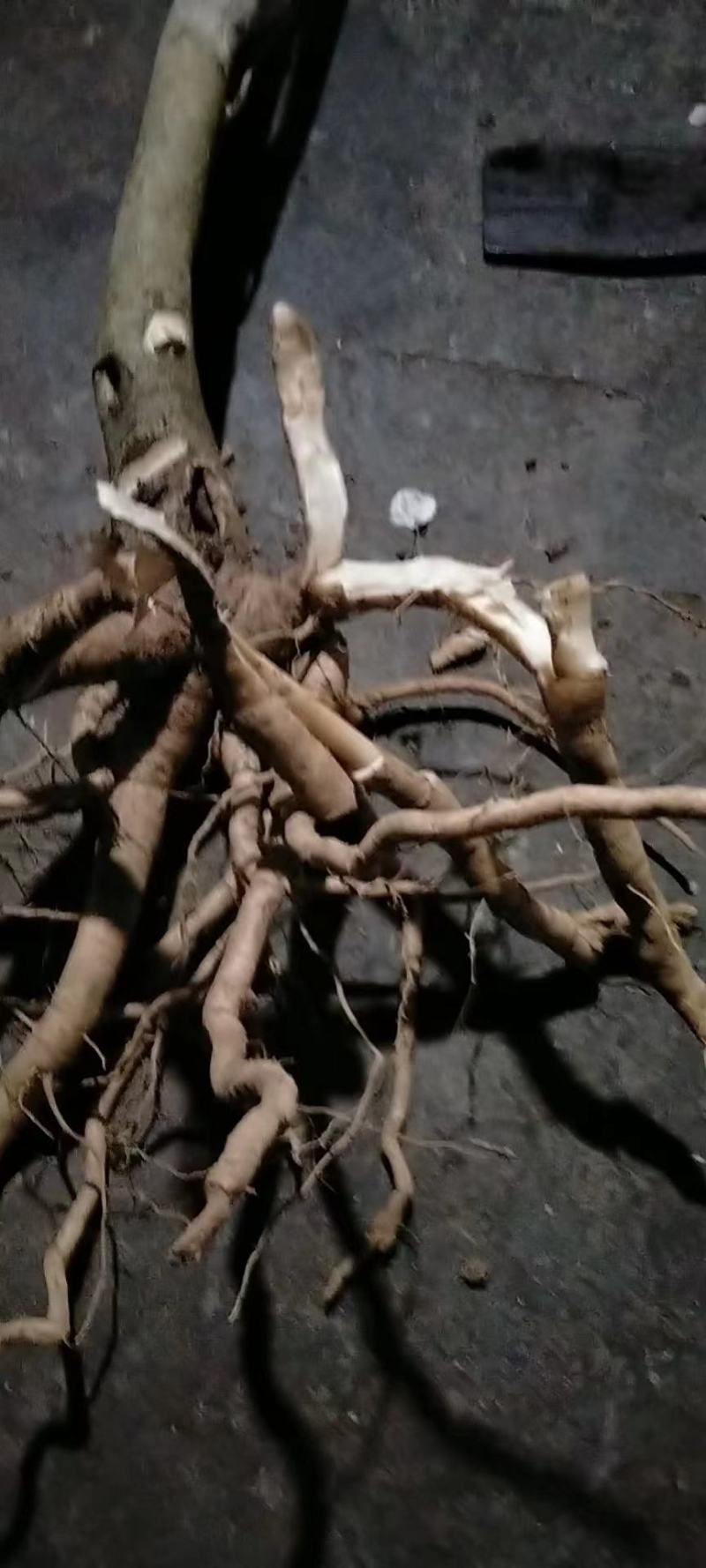 黄花倒水莲云南深山黄花倒水莲