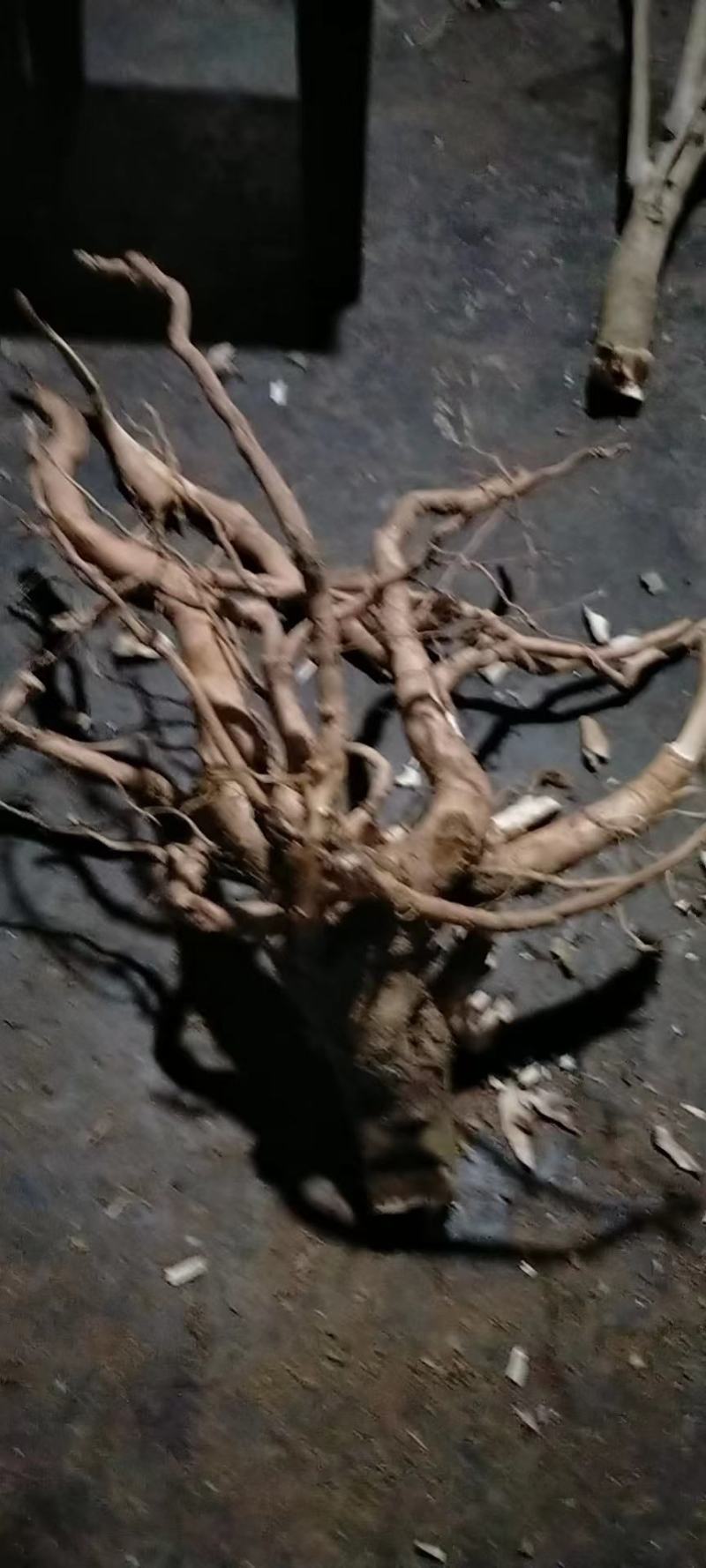 黄花倒水莲云南深山黄花倒水莲
