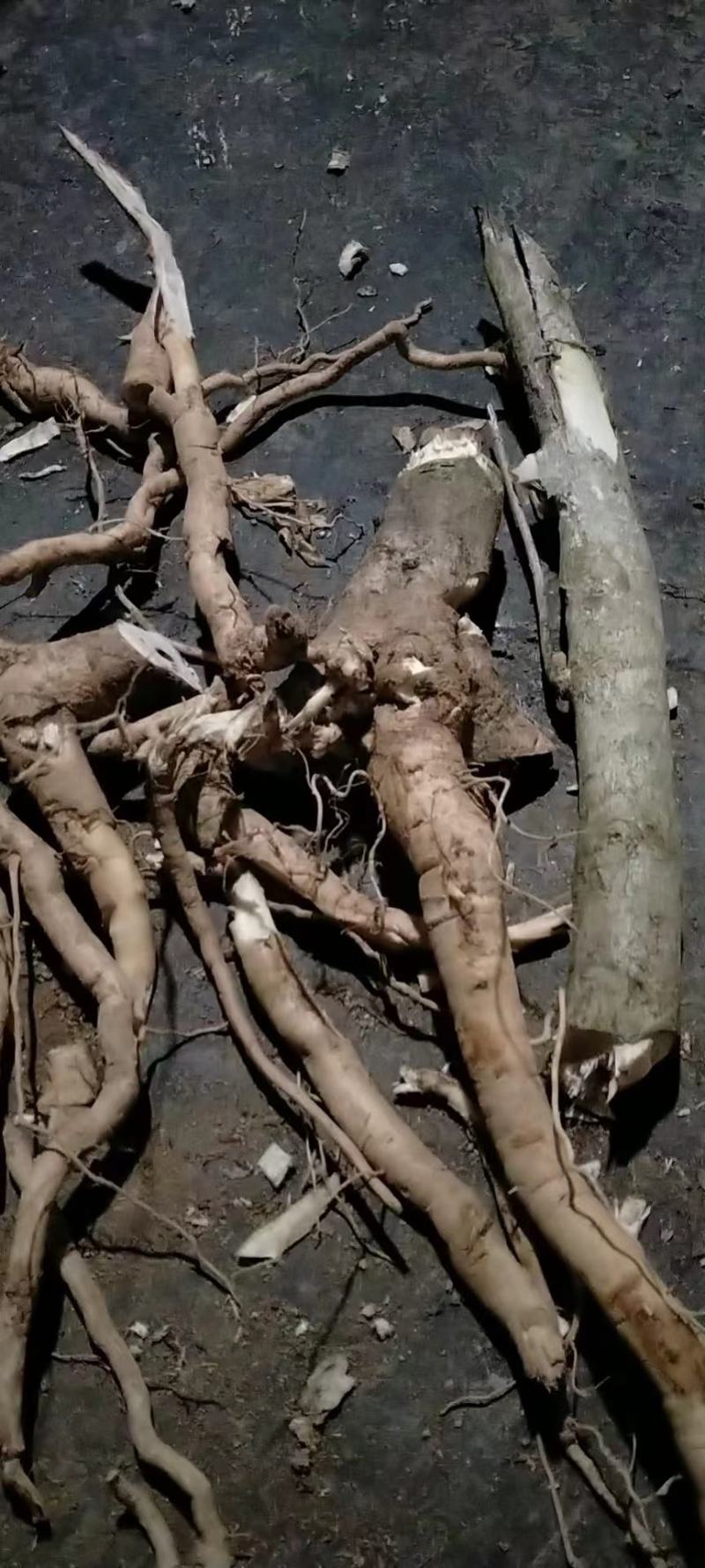 黄花倒水莲云南深山黄花倒水莲