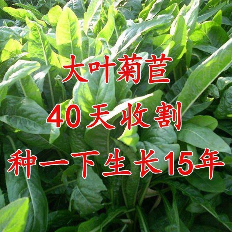 菊苣种籽养殖大叶多年生四季牧草种子羊牛兔鸡鸭鹅猪草种孑鱼