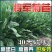 菊苣种籽养殖大叶多年生四季牧草种子羊牛兔鸡鸭鹅猪草种孑鱼