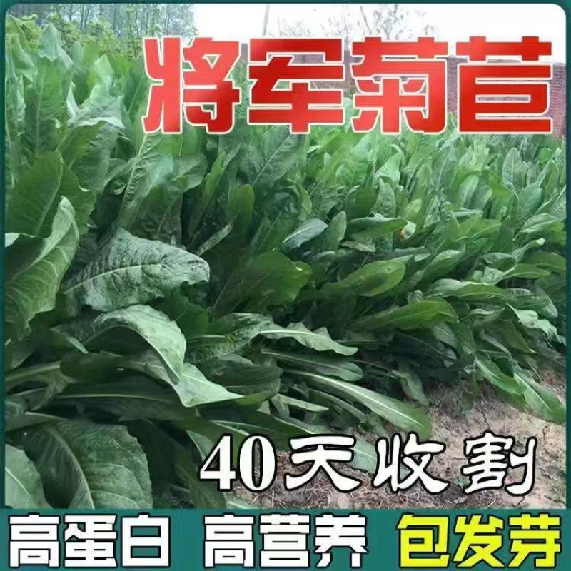 菊苣种籽养殖大叶多年生四季牧草种子羊牛兔鸡鸭鹅猪草种孑鱼