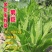 菊苣种籽养殖大叶多年生四季牧草种子羊牛兔鸡鸭鹅猪草种孑鱼