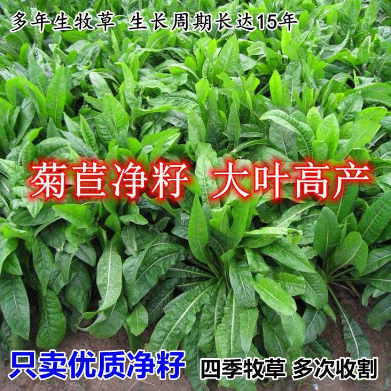 菊苣种籽养殖大叶多年生四季牧草种子羊牛兔鸡鸭鹅猪草种孑鱼