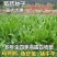 菊苣种籽养殖大叶多年生四季牧草种子羊牛兔鸡鸭鹅猪草种孑鱼