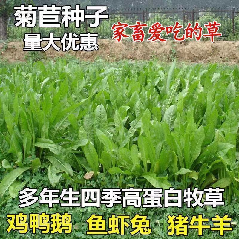 菊苣种籽养殖大叶多年生四季牧草种子羊牛兔鸡鸭鹅猪草种孑鱼