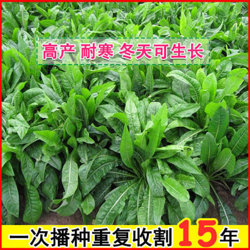 菊苣种籽养殖大叶多年生四季牧草种子羊牛兔鸡鸭鹅猪草种孑鱼